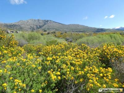 En amarillo, Floración del Cambroño; turismo con niños en madrid singles badajoz cañon del rio lobos
